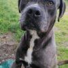 GOLIA - 5 Anni (nato a Luglio del 2020)  - Simil Cane Corso - Taglia: Grande  - Carattere: Dolce, equilibrato Foto 5